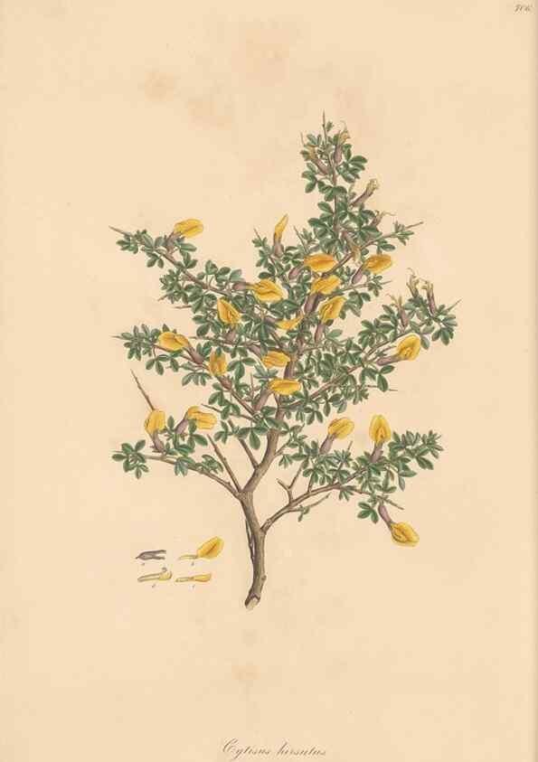 Reproducción/Reproduction 49580039817: Flora Graeca, sive, Plantarum rariorum historia, quas in provinciis aut insulis Graeciae /. Londini :Typis Richardi Taylor et socii, in Vico Shoe-Lane :MDCCCVI-MDCCCXL [1806-1840].. 
