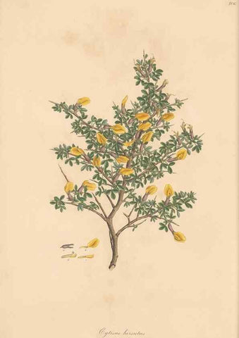 Reproducción/Reproduction 49580039817: Flora Graeca, sive, Plantarum rariorum historia, quas in provinciis aut insulis Graeciae /. Londini :Typis Richardi Taylor et socii, in Vico Shoe-Lane :MDCCCVI-MDCCCXL [1806-1840].. 