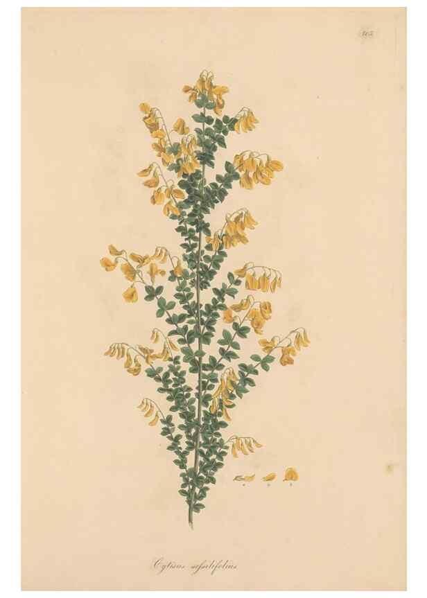 Reproducción/Reproduction 49579813096: Flora Graeca, sive, Plantarum rariorum historia, quas in provinciis aut insulis Graeciae /. Londini :Typis Richardi Taylor et socii, in Vico Shoe-Lane :MDCCCVI-MDCCCXL [1806-1840].. 