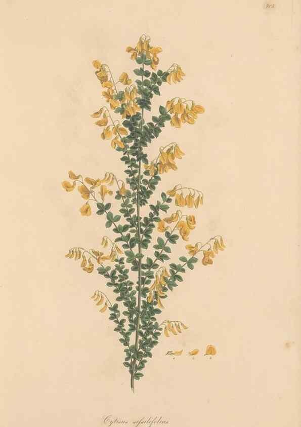 Reproducción/Reproduction 49579813096: Flora Graeca, sive, Plantarum rariorum historia, quas in provinciis aut insulis Graeciae /. Londini :Typis Richardi Taylor et socii, in Vico Shoe-Lane :MDCCCVI-MDCCCXL [1806-1840].. 