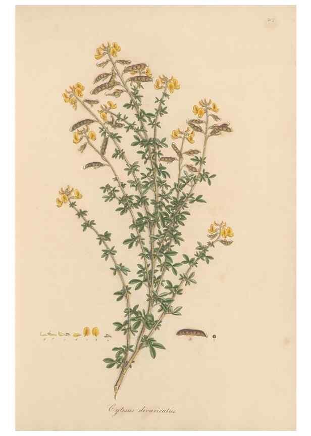 Reproducción/Reproduction 49579308968: Flora Graeca, sive, Plantarum rariorum historia, quas in provinciis aut insulis Graeciae /. Londini :Typis Richardi Taylor et socii, in Vico Shoe-Lane :MDCCCVI-MDCCCXL [1806-1840].. 