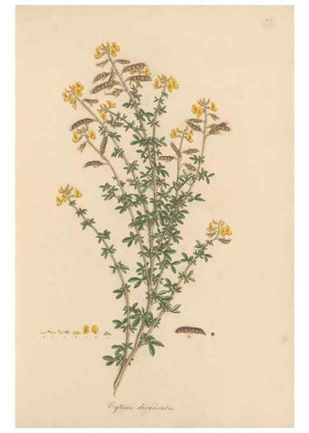 Reproducción/Reproduction 49579308968: Flora Graeca, sive, Plantarum rariorum historia, quas in provinciis aut insulis Graeciae /. Londini :Typis Richardi Taylor et socii, in Vico Shoe-Lane :MDCCCVI-MDCCCXL [1806-1840].. 