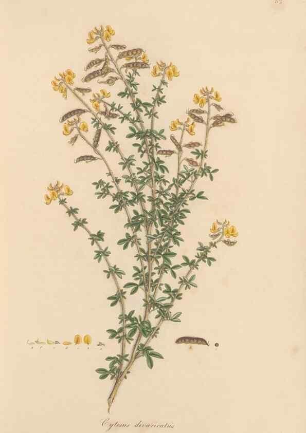Reproducción/Reproduction 49579308968: Flora Graeca, sive, Plantarum rariorum historia, quas in provinciis aut insulis Graeciae /. Londini :Typis Richardi Taylor et socii, in Vico Shoe-Lane :MDCCCVI-MDCCCXL [1806-1840].. 