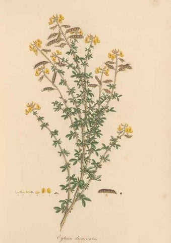 Reproducción/Reproduction 49579308968: Flora Graeca, sive, Plantarum rariorum historia, quas in provinciis aut insulis Graeciae /. Londini :Typis Richardi Taylor et socii, in Vico Shoe-Lane :MDCCCVI-MDCCCXL [1806-1840].. 