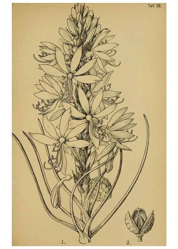 Reproducción/Reproduction 49579754312: Die Pflanzenwelt Dalmatiens /. Leipzig :W. Klinkhardt,1911.. 