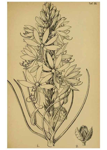Reproducción/Reproduction 49579754312: Die Pflanzenwelt Dalmatiens /. Leipzig :W. Klinkhardt,1911.. 