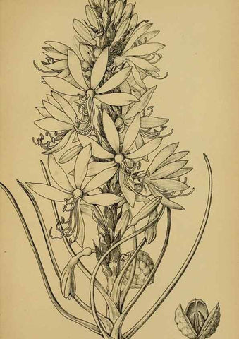 Reproducción/Reproduction 49579754312: Die Pflanzenwelt Dalmatiens /. Leipzig :W. Klinkhardt,1911.. 
