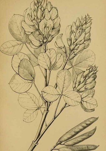 Reproducción/Reproduction 49579754687: Die Pflanzenwelt Dalmatiens /. Leipzig :W. Klinkhardt,1911.. 