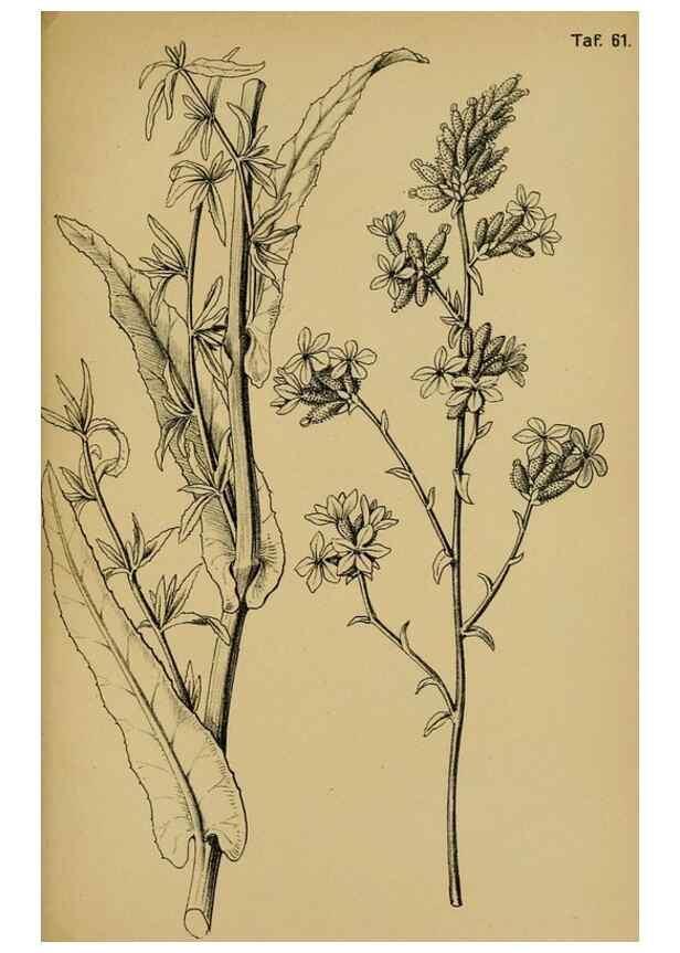 Reproducción/Reproduction 49579755122: Die Pflanzenwelt Dalmatiens /. Leipzig :W. Klinkhardt,1911.. 