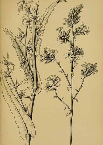 Reproducción/Reproduction 49579755122: Die Pflanzenwelt Dalmatiens /. Leipzig :W. Klinkhardt,1911.. 