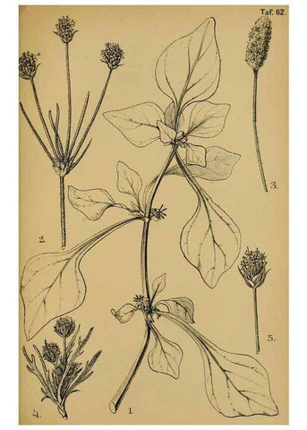 Reproducción/Reproduction 49579025068: Die Pflanzenwelt Dalmatiens /. Leipzig :W. Klinkhardt,1911.. 