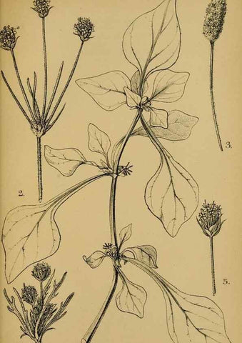 Reproducción/Reproduction 49579025068: Die Pflanzenwelt Dalmatiens /. Leipzig :W. Klinkhardt,1911.. 