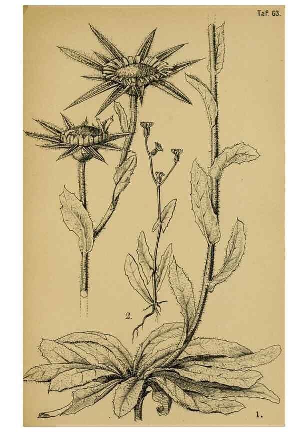 Reproducción/Reproduction 49579025518: Die Pflanzenwelt Dalmatiens /. Leipzig :W. Klinkhardt,1911.. 