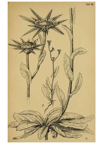 Reproducción/Reproduction 49579025518: Die Pflanzenwelt Dalmatiens /. Leipzig :W. Klinkhardt,1911.. 