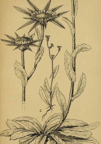 Reproducción/Reproduction 49579025518: Die Pflanzenwelt Dalmatiens /. Leipzig :W. Klinkhardt,1911.. 