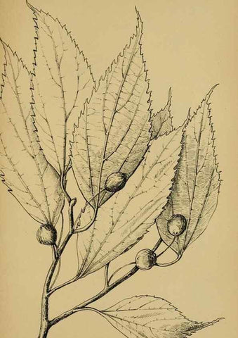 Reproducción/Reproduction 49579756287: Die Pflanzenwelt Dalmatiens /. Leipzig :W. Klinkhardt,1911.. 