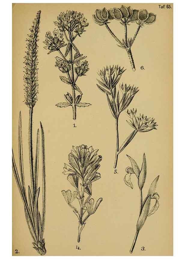 Reproducción/Reproduction 49579026248: Die Pflanzenwelt Dalmatiens /. Leipzig :W. Klinkhardt,1911.. 