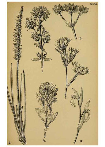 Reproducción/Reproduction 49579026248: Die Pflanzenwelt Dalmatiens /. Leipzig :W. Klinkhardt,1911.. 