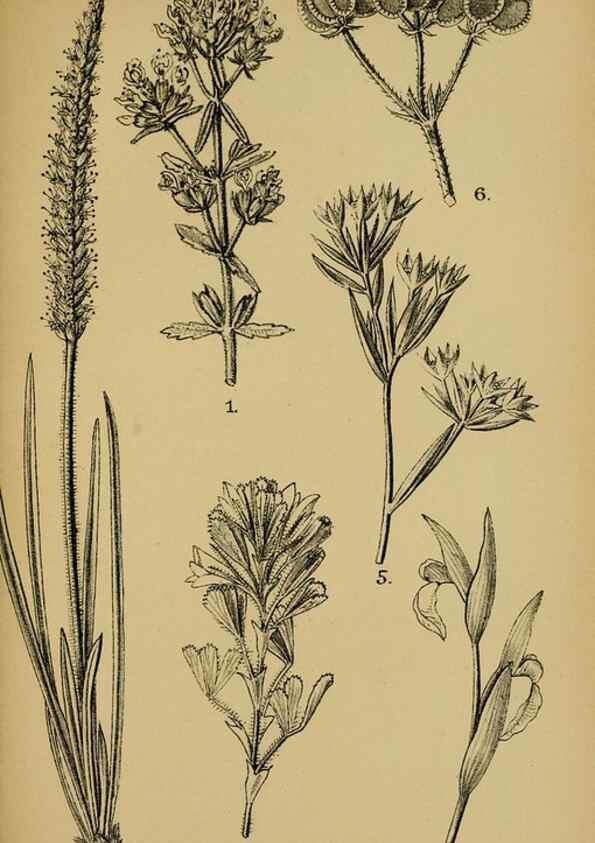 Reproducción/Reproduction 49579026248: Die Pflanzenwelt Dalmatiens /. Leipzig :W. Klinkhardt,1911.. 