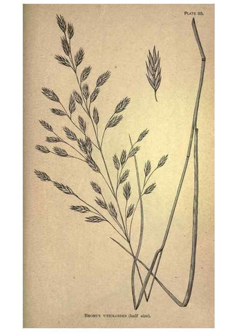 Reproducción/Reproduction 49578691413: The agricultural grasses and forage plants of the United States;. Washington :Govt. print. off.,1889.. 
