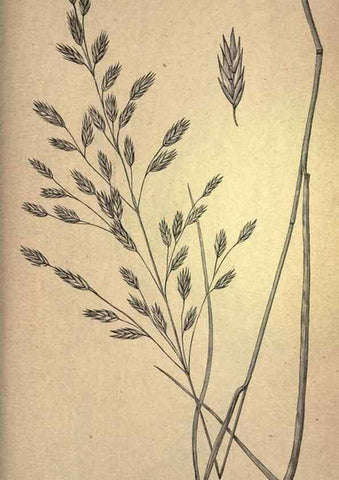 Reproducción/Reproduction 49578691413: The agricultural grasses and forage plants of the United States;. Washington :Govt. print. off.,1889.. 