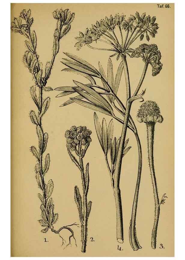 Reproducción/Reproduction 49579532301: Die Pflanzenwelt Dalmatiens /. Leipzig :W. Klinkhardt,1911.. 