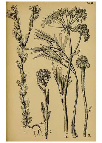 Reproducción/Reproduction 49579532301: Die Pflanzenwelt Dalmatiens /. Leipzig :W. Klinkhardt,1911.. 
