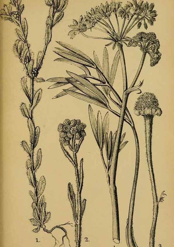 Reproducción/Reproduction 49579532301: Die Pflanzenwelt Dalmatiens /. Leipzig :W. Klinkhardt,1911.. 