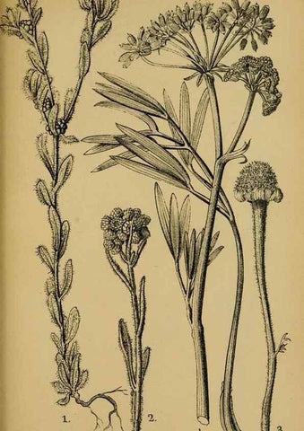 Reproducción/Reproduction 49579532301: Die Pflanzenwelt Dalmatiens /. Leipzig :W. Klinkhardt,1911.. 