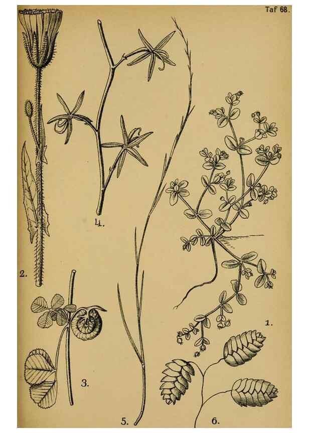 Reproducción/Reproduction 49579027108: Die Pflanzenwelt Dalmatiens /. Leipzig :W. Klinkhardt,1911.. 