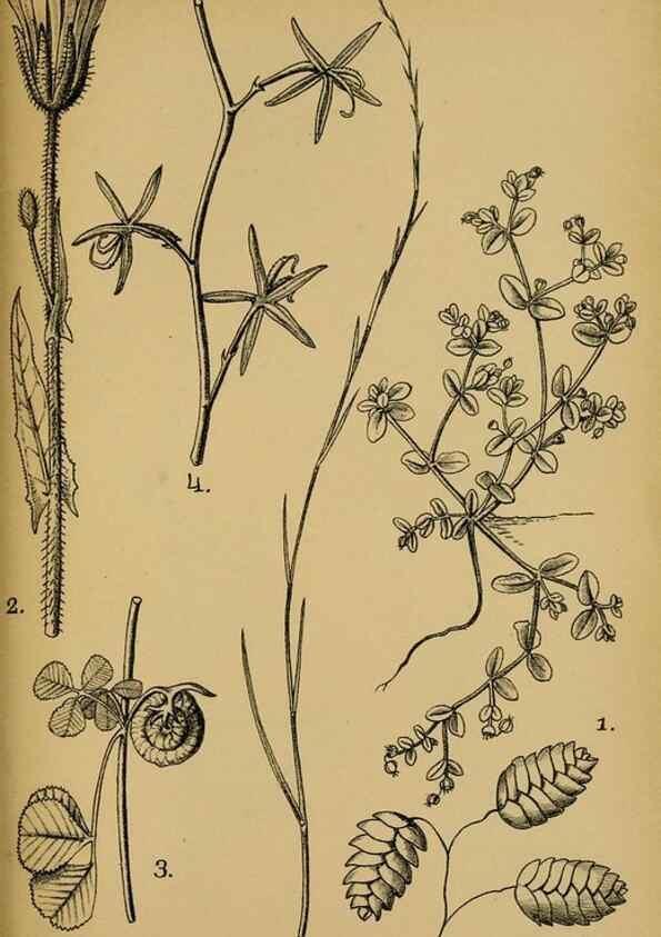 Reproducción/Reproduction 49579027108: Die Pflanzenwelt Dalmatiens /. Leipzig :W. Klinkhardt,1911.. 