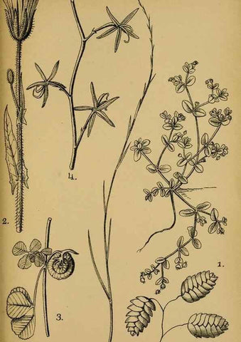Reproducción/Reproduction 49579027108: Die Pflanzenwelt Dalmatiens /. Leipzig :W. Klinkhardt,1911.. 