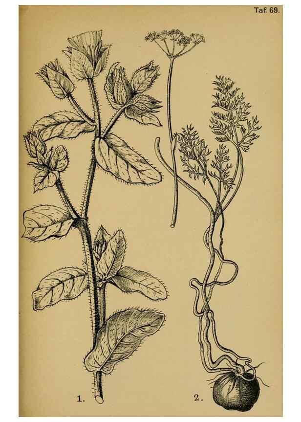 Reproducción/Reproduction 49579533116: Die Pflanzenwelt Dalmatiens /. Leipzig :W. Klinkhardt,1911.. 