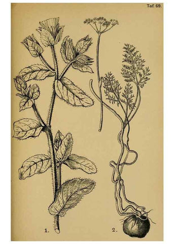 Reproducción/Reproduction 49579533116: Die Pflanzenwelt Dalmatiens /. Leipzig :W. Klinkhardt,1911.. 