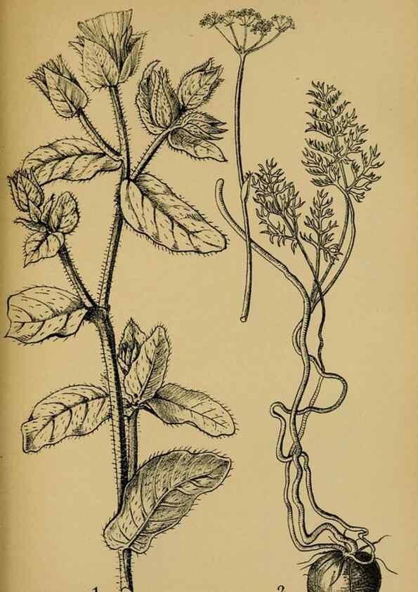Reproducción/Reproduction 49579533116: Die Pflanzenwelt Dalmatiens /. Leipzig :W. Klinkhardt,1911.. 