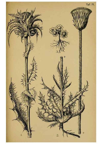 Reproducción/Reproduction 49579758512: Die Pflanzenwelt Dalmatiens /. Leipzig :W. Klinkhardt,1911.. 