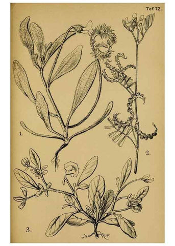 Reproducción/Reproduction 49579028493: Die Pflanzenwelt Dalmatiens /. Leipzig :W. Klinkhardt,1911.. 