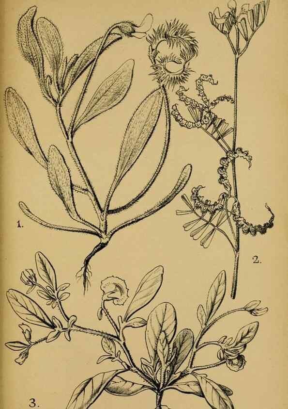 Reproducción/Reproduction 49579028493: Die Pflanzenwelt Dalmatiens /. Leipzig :W. Klinkhardt,1911.. 