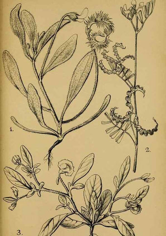 Reproducción/Reproduction 49579028493: Die Pflanzenwelt Dalmatiens /. Leipzig :W. Klinkhardt,1911.. 