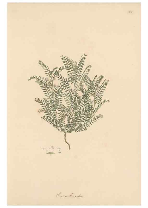 Reproducción/Reproduction 49580038472: Flora Graeca, sive, Plantarum rariorum historia, quas in provinciis aut insulis Graeciae /. Londini :Typis Richardi Taylor et socii, in Vico Shoe-Lane :MDCCCVI-MDCCCXL [1806-1840].. 