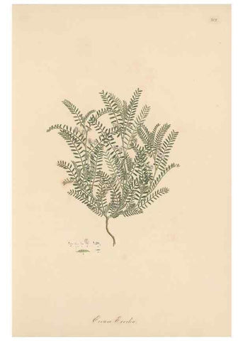 Reproducción/Reproduction 49580038472: Flora Graeca, sive, Plantarum rariorum historia, quas in provinciis aut insulis Graeciae /. Londini :Typis Richardi Taylor et socii, in Vico Shoe-Lane :MDCCCVI-MDCCCXL [1806-1840].. 