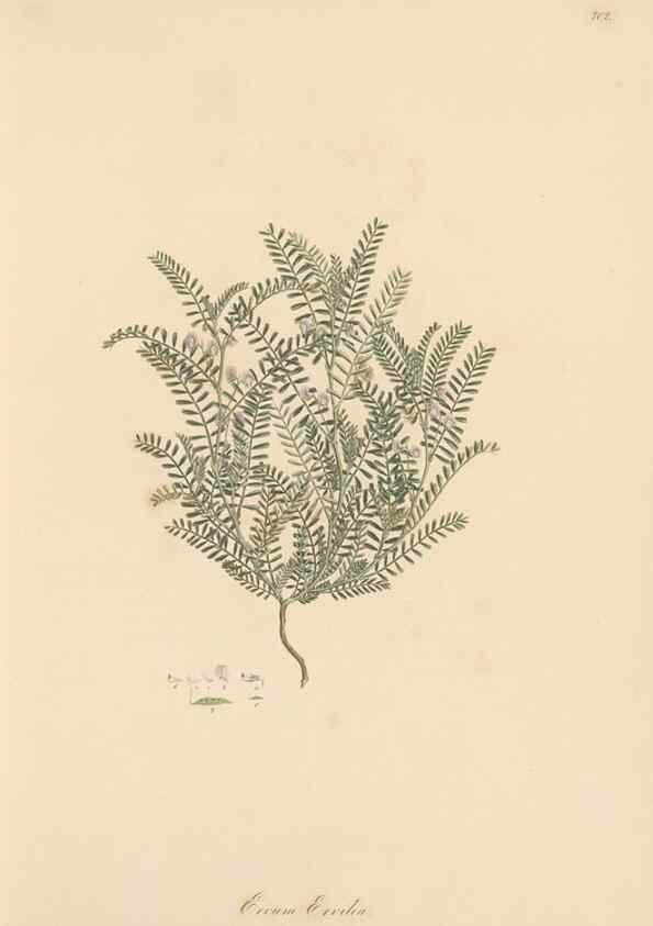 Reproducción/Reproduction 49580038472: Flora Graeca, sive, Plantarum rariorum historia, quas in provinciis aut insulis Graeciae /. Londini :Typis Richardi Taylor et socii, in Vico Shoe-Lane :MDCCCVI-MDCCCXL [1806-1840].. 