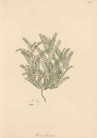 Reproducción/Reproduction 49580038472: Flora Graeca, sive, Plantarum rariorum historia, quas in provinciis aut insulis Graeciae /. Londini :Typis Richardi Taylor et socii, in Vico Shoe-Lane :MDCCCVI-MDCCCXL [1806-1840].. 