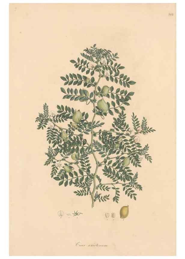Reproducción/Reproduction 49579812406: Flora Graeca, sive, Plantarum rariorum historia, quas in provinciis aut insulis Graeciae /. Londini :Typis Richardi Taylor et socii, in Vico Shoe-Lane :MDCCCVI-MDCCCXL [1806-1840].. 