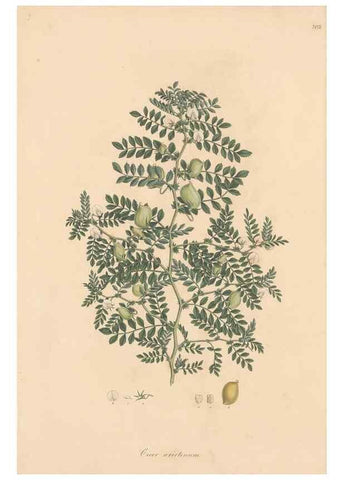 Reproducción/Reproduction 49579812406: Flora Graeca, sive, Plantarum rariorum historia, quas in provinciis aut insulis Graeciae /. Londini :Typis Richardi Taylor et socii, in Vico Shoe-Lane :MDCCCVI-MDCCCXL [1806-1840].. 