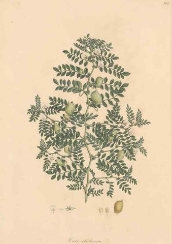 Reproducción/Reproduction 49579812406: Flora Graeca, sive, Plantarum rariorum historia, quas in provinciis aut insulis Graeciae /. Londini :Typis Richardi Taylor et socii, in Vico Shoe-Lane :MDCCCVI-MDCCCXL [1806-1840].. 