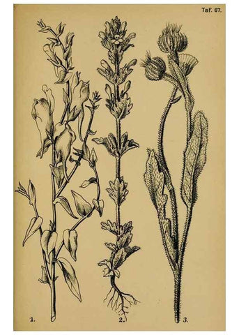 Reproducción/Reproduction 49579532556: Die Pflanzenwelt Dalmatiens /. Leipzig :W. Klinkhardt,1911.. 