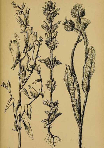 Reproducción/Reproduction 49579532556: Die Pflanzenwelt Dalmatiens /. Leipzig :W. Klinkhardt,1911.. 