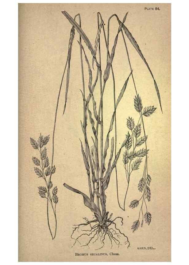 Reproducción/Reproduction 49579421072: The agricultural grasses and forage plants of the United States;. Washington :Govt. print. off.,1889.. 