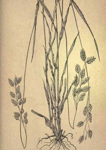 Reproducción/Reproduction 49579421072: The agricultural grasses and forage plants of the United States;. Washington :Govt. print. off.,1889.. 